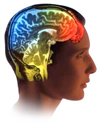 image of a head with brain inside